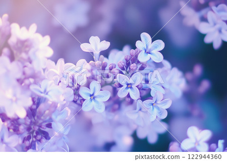 Close-Up of Lilac Flowers in Bloom with Dreamy Soft Focus and Twilight Lighting 122944360