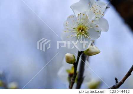 White plum blossoms herald the arrival of spring 122944412