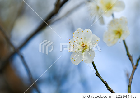White plum blossoms herald the arrival of spring 122944413