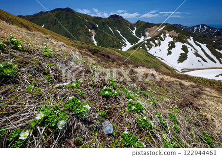 A view of Mt. Tanigawa and anemone blooming along the Tanigawa mountain range trail 122944461