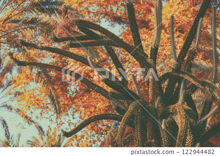 Tropical forest. Cactus against tropical trees Tropical forest. Cactus against tropical trees 122944482