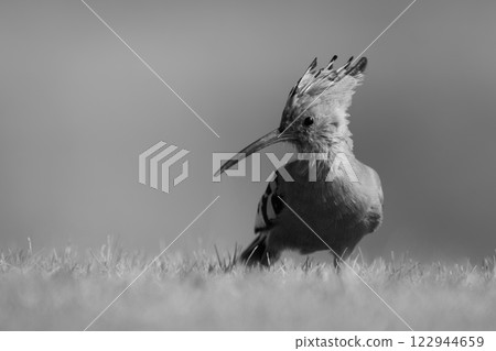 Mono African hoopoe on grass turning head Mono African hoopoe on grass turning head 122944659