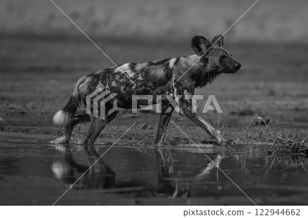 Mono African wild dog crosses sunlit river Mono African wild dog crosses sunlit river 122944662