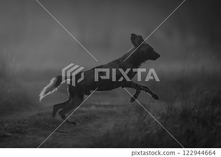 Mono African wild dog jumps at sunrise 122944664