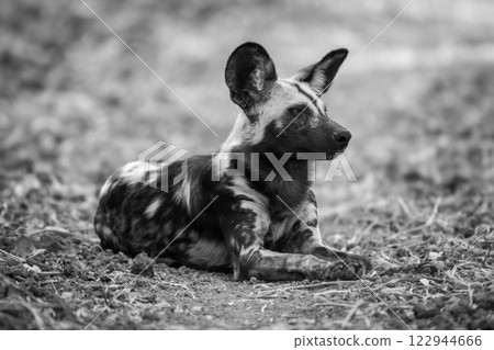 Mono African wild dog lies cocking ears 122944666