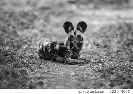 Mono African wild dog lies pricking ears 122944667
