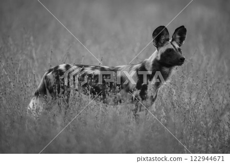 Mono African wild dog stands in bushes Mono African wild dog stands in bushes 122944671