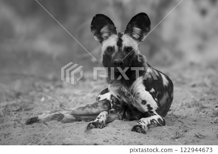 Mono African wild dog staring into lens Mono African wild dog staring into lens 122944673