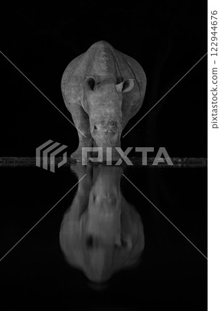 Mono baby white rhino stands by waterhole 122944676