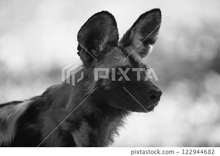 Mono close-up of African wild dog face 122944682