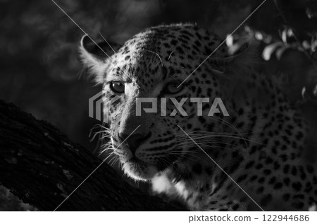 Mono close-up of side-lit leopard with catchlight Mono close-up of side-lit leopard with catchlight 122944686