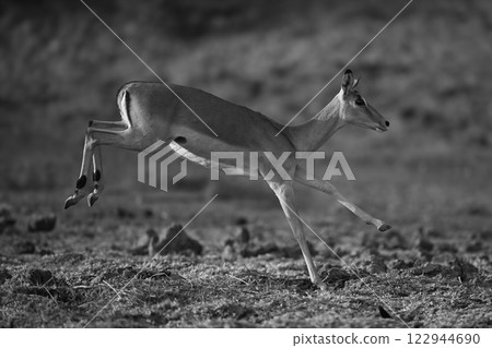Mono impala runs across savanna in sunshine 122944690