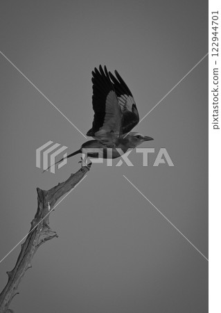 Mono lilac-breasted roller taking off beneath sky 122944701