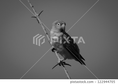 Mono Lilian lovebird turns head on branch Mono Lilian lovebird turns head on branch 122944705