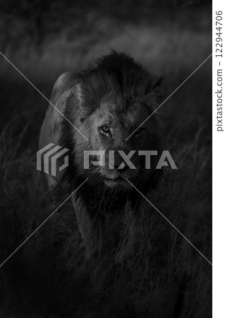Mono lion approaches camera in dappled sunlight Mono lion approaches camera in dappled sunlight 122944706