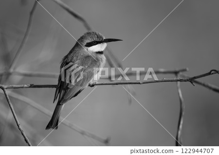 Mono little bee-eater in profile on twig 122944707