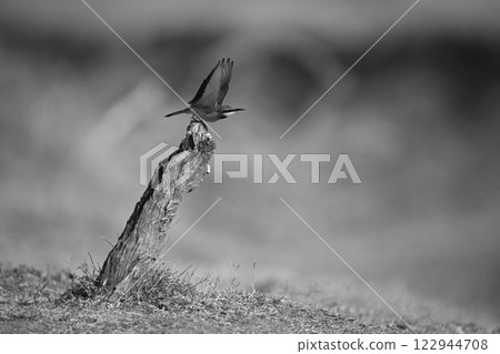Mono little bee-eater lifting wings taking off Mono little bee-eater lifting wings taking off 122944708