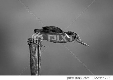 Mono malachite kingfisher dives off wood post Mono malachite kingfisher dives off wood post 122944728