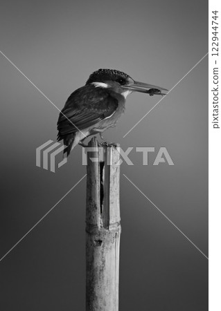 Mono malachite kingfisher lifts foot off post 122944744