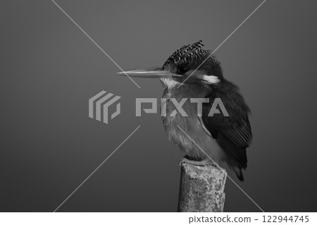 Mono malachite kingfisher looks ahead on post Mono malachite kingfisher looks ahead on post 122944745