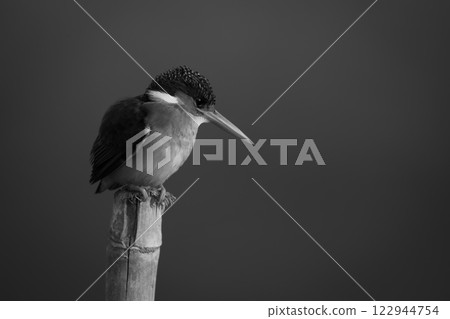 Mono malachite kingfisher on post in sunlight 122944754