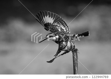 Mono pied kingfisher takes off from post 122944769