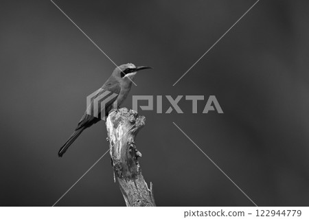 Mono white-fronted bee-eater in profile on tree 122944779