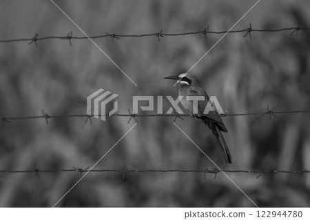 Mono white-fronted bee-eater in profile on wire 122944780