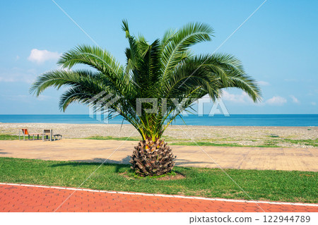 Palm tree on the embankment on a sunny day 122944789