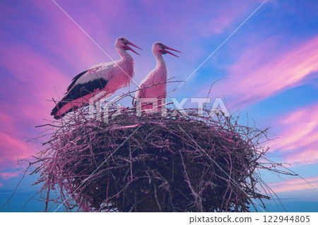 A pair of storks stands in a nest against the backdrop of the pink-blue sunset sky 122944805