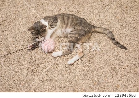 Cute cat playing with toy on floor indoor 122945696