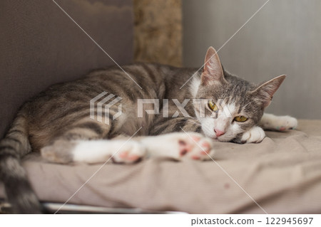 Beautiful cat pet sleeping at home 122945697
