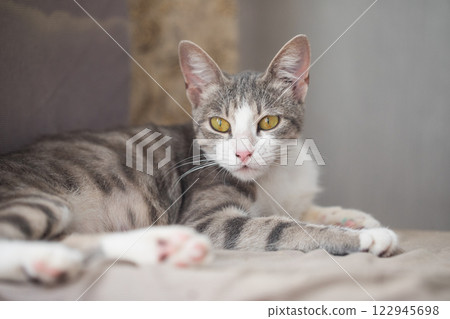 Cute tricolor cat pet posing indoor Cute tricolor cat pet posing indoor 122945698