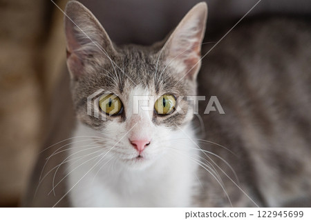 Striped young tabby cat, indoor portrait 122945699