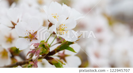 Cherry flower blossom background. White flowers in sunlight 122945707