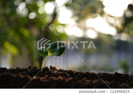 vegetable small sprouting macro closeup 122946025