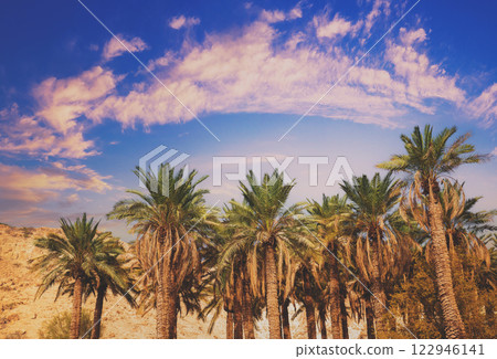 A row of tropical palm trees against the sunset sky. Silhouette of tall palm trees. Tropical evening landscape A row of tropical palm trees against the sunset sky. Silhouette of tall palm trees. Tropical evening landscape 122946141