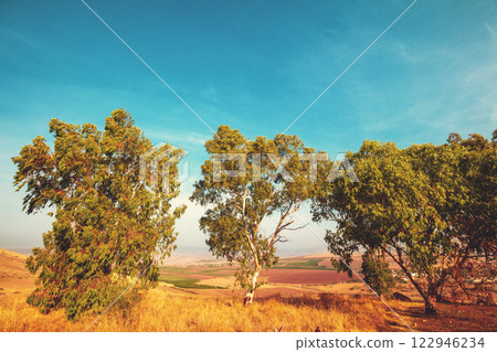 Three eucalyptus trees on a hill near the Sea of Galilee and the city of Tiberias, Israel Three eucalyptus trees on a hill near the Sea of Galilee and the city of Tiberias, Israel 122946234