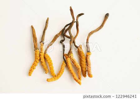 Cordyceps sinensis or Ophiocordyceps sinensis isolated on white background, mushroom herb treatment medicine. Cordyceps sinensis or Ophiocordyceps sinensis isolated on white background, mushroom herb treatment medicine. 122946241