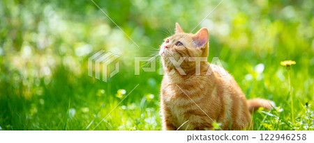 Cat on nature outdoors. Funny kitten walking in the garden on a summer sunny day. Horizontal banner Cat on nature outdoors. Funny kitten walking in the garden on a summer sunny day. Horizontal banner 122946258