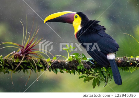 Toucan Toucan 122946380