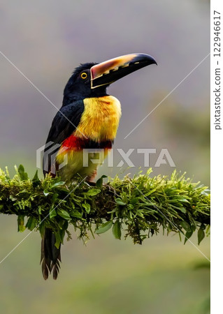 Toucan Toucan 122946617