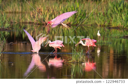 Roseate spoonbill Roseate spoonbill 122946733