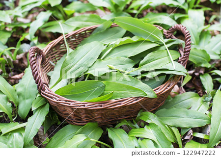 Wild garlic ramson Wild garlic ramson 122947222