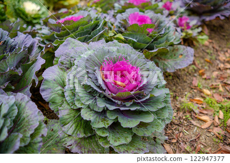 Beautifully colored snapdragon leaves Beautifully colored snapdragon leaves 122947377