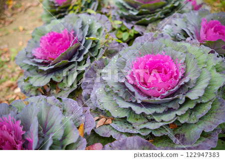 Beautifully colored snapdragon leaves Beautifully colored snapdragon leaves 122947383