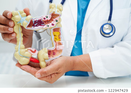 Intestine, doctor holding human anatomy model for study diagnosis and treatment in hospital. 122947429