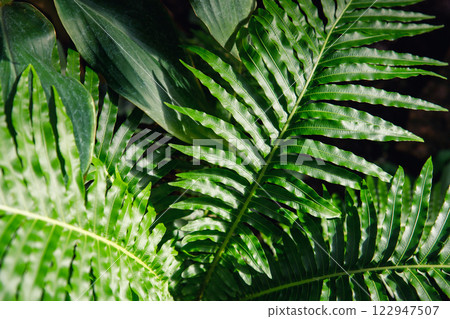 Bright fern fronds shine under gentle sunlight, highlighting intricate leaf patterns. Lush tropical greenery suggests vibrant forest ecosystem, bursting with natural growth and soothing calm Bright fern fronds shine under gentle sunlight, highlighting intricate leaf patterns. Lush tropical greenery suggests vibrant forest ecosystem, bursting with natural growth and soothing calm 122947507