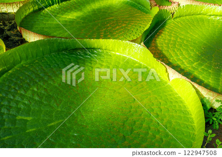 Close-up Victora Regia Amazonica giant water lily pads glow green yellow petals rippling lake surface. Natural waterlily patterns lush wetland environment exotic tropical serenity in tropical pond 122947508