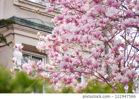 Magnolia sakura blossom at the background of a building in Vienna. Spring concept 122947566